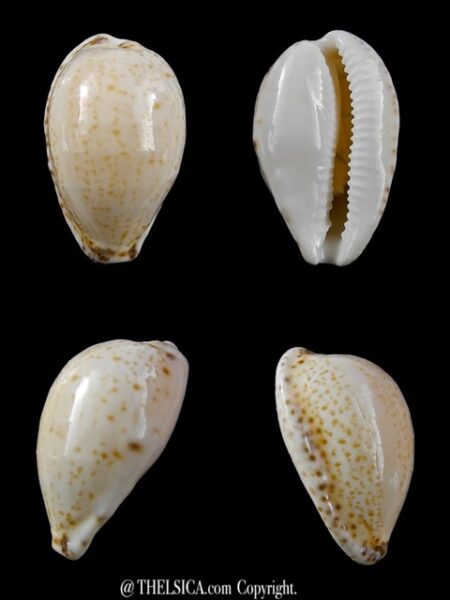 Notocypraea declivis 25,4 mm Gem.-0