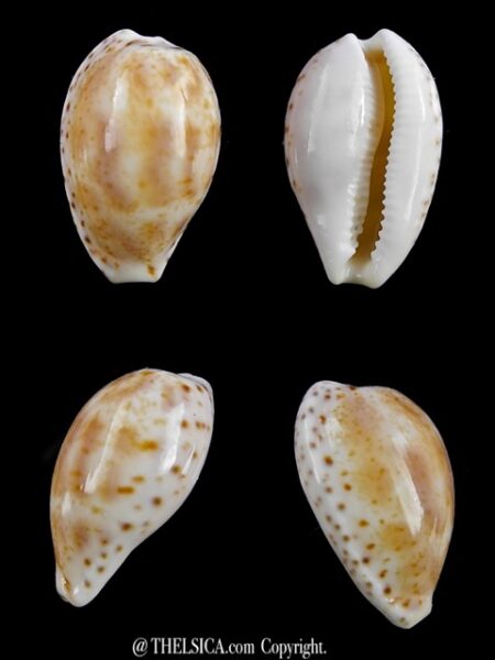 Cypraea piperita bicolor 22,3 mm Gem-0