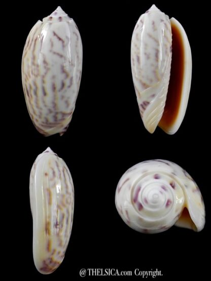 Oliva efasciata thierryi ( miniaceoliva ) Gem 48 mm-0