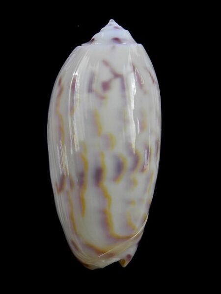 Oliva efasciata thierryi ( miniaceoliva ) Gem 48 mm-0