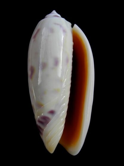 Oliva efasciata thierryi ( miniaceoliva ) Gem 48 mm-13339