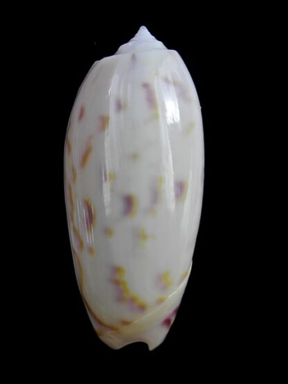 Oliva efasciata thierryi ( miniaceoliva ) Gem 49.7 mm-0