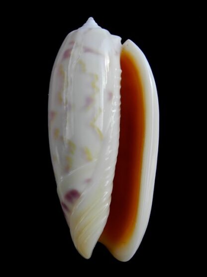 Oliva efasciata thierryi ( miniaceoliva ) Gem 49.7 mm-13343