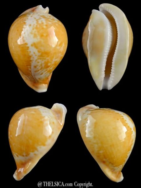 Umbilia armeniaca"Special color " 87,1 mm Gem-0
