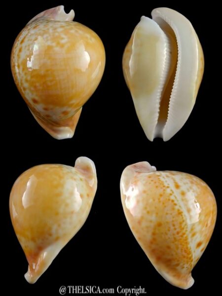 Umbilia armeniaca"Special color " 89,1 mm Gem-0