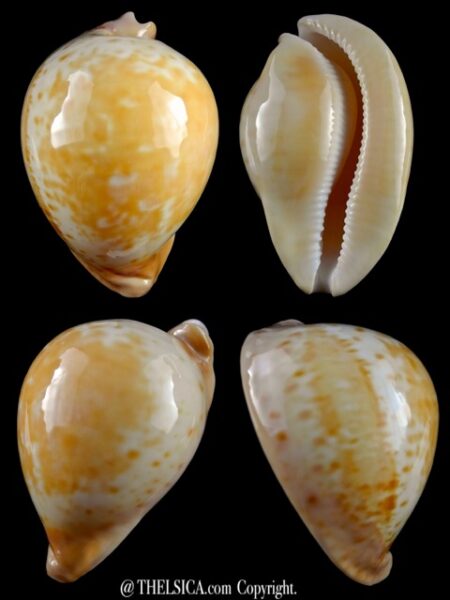 Umbilia armeniaca"Special color " 94,3 mm Gem-0