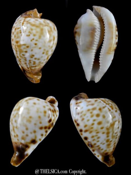 Umbilia oriettae 61,3 mm Gem WRS mini-0