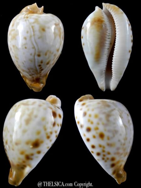 Umbilia oriettae 74,5 mm F+++/Gem-0