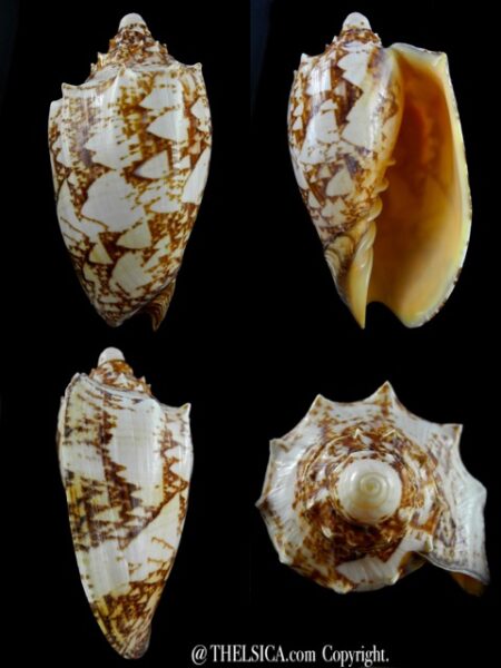 Voluta rossiniana 121 mm Gem-0
