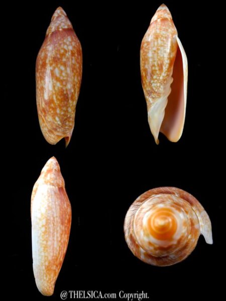 Volutoconus grossi 128,1 mm Gem-0