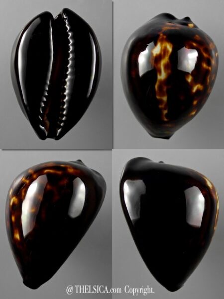 Zoila decipiens 45,8 mm Gem-0