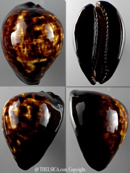 Zoila decipiens " VERY BIG SIZE" 59,3 mm Gem-0