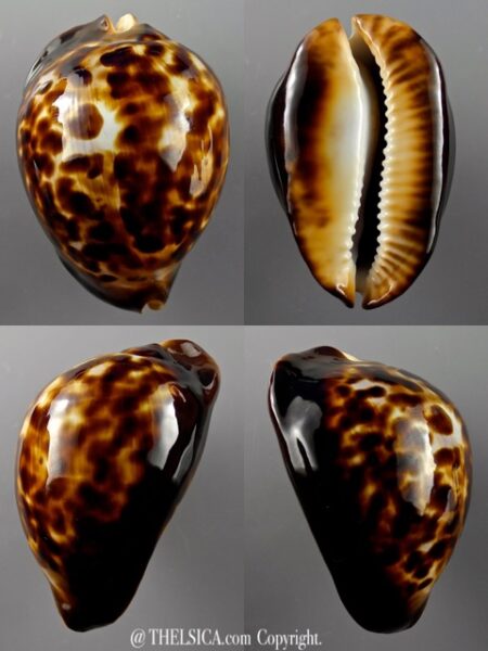 Zoila thersites 68,7 mm Gem-0