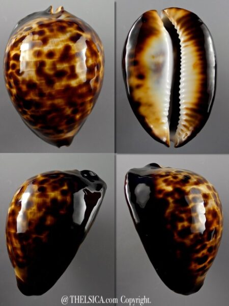 Zoila thersites 71,3 mm Gem-0