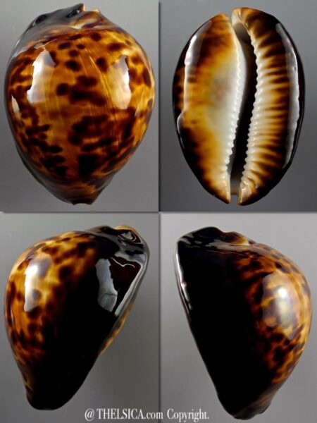 Zoila thersites special colour 72,7 mm Gem-0