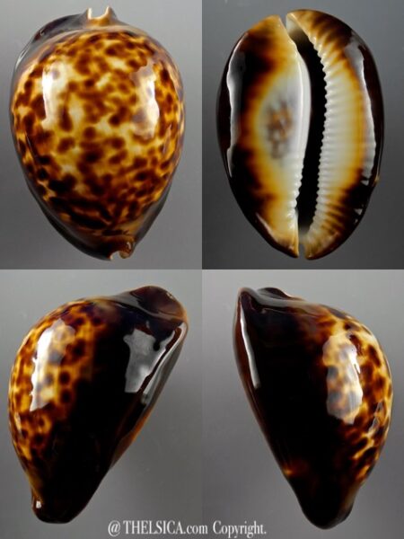 Zoila thersites special colour 73,8 mm F+++/Gem-0