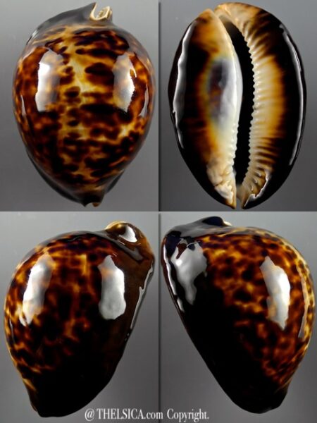 Zoila thersites Giant 91,8 mm F+++/Gem-0