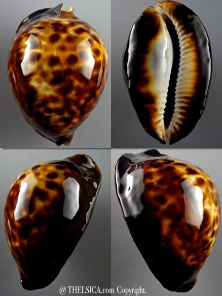 Zoila thersites Giant 93 mm Gem-0