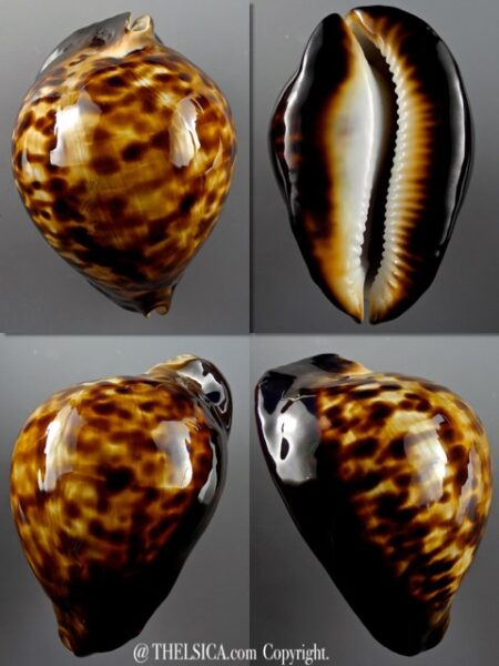 Zoila thersites Giant 94 mm Gem (-)-0