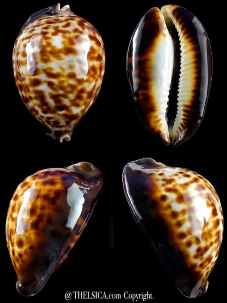 Zoila thersites thersites 77,8 mm Gem (-)-0