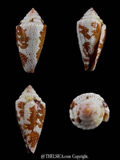 Conus curassaviensis 23,1 mm Gem-0