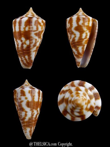 Conus dampierensis 28,1 mm Gem-0
