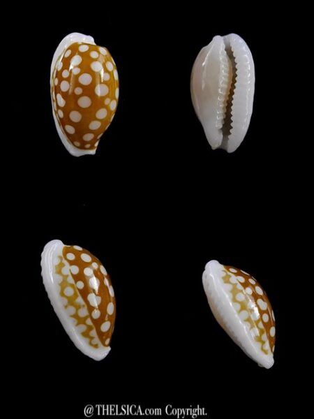 Cypraea cribraria zadela northi " dwarf" 14,3 mm Gem-0