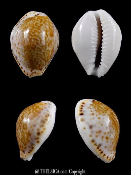 Cypraea acicularis sanctahelenae 21,9 mm Gem-0