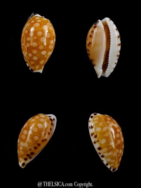 Cribrarula astaryi 14,7 mm Gem-0
