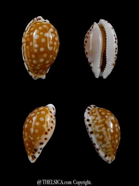 Cribrarula astaryi 15 mm Gem-0