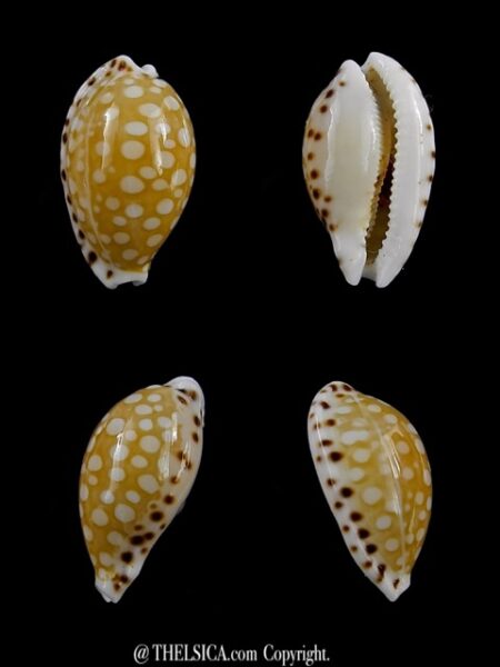 Cribrarula astaryi 16 mm Gem-0