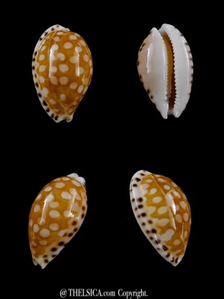 Cribrarula astaryi 17,5 mm Gem-0