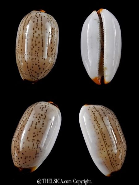 Cypraea controversa 31,3 mm Gem-0