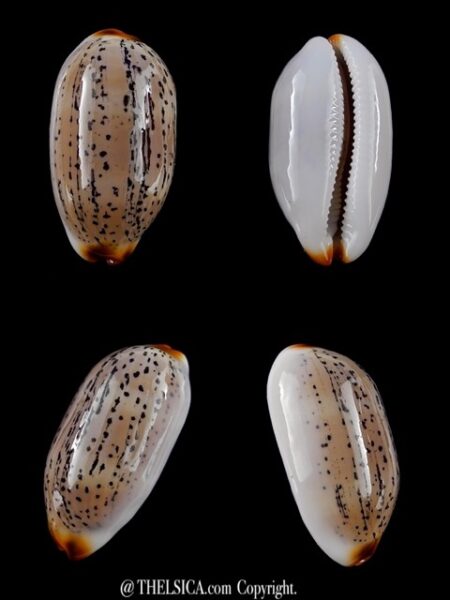 Cypraea controversa 32,1 mm Gem-0