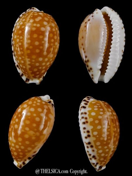 Cypraea gaskoinii " Big Size" 22,6 mm Gem-0