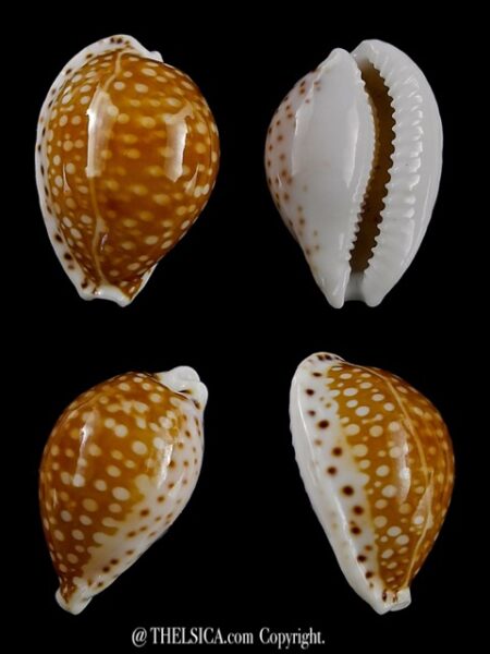 Cypraea gaskoinii " Big Size" 23,1 mm Gem-0