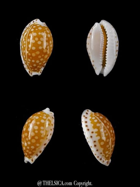 Cypraea gaskoinii f. fischeri. 16,3 mm Gem-0