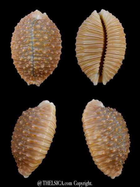 Cypraea granulata granulata 30,6 mm Gem-0