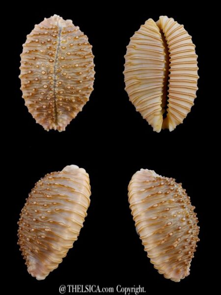Cypraea granulata granulata 30,6 mm Gem-0