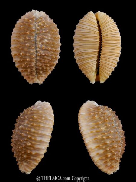 Cypraea granulata granulata 30 mm Gem-0