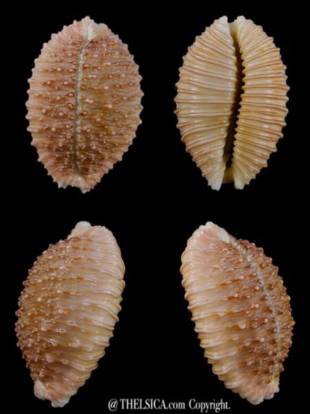 Cypraea granulata granulata 31,8 mm Gem-0