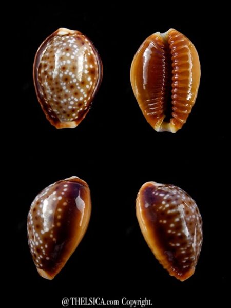 Naria bellatrix . 18,7 mm Gem-0