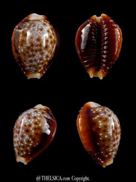 Naria bellatrix . 19,2 mm Gem-0