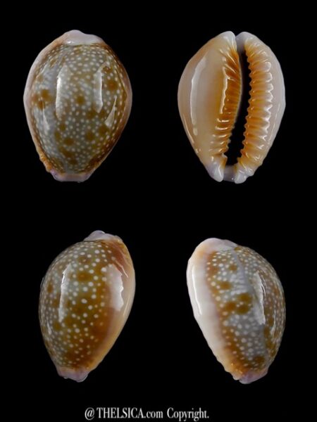 Cypraea helvola hawaiiensis 23,8 mm Gem-0