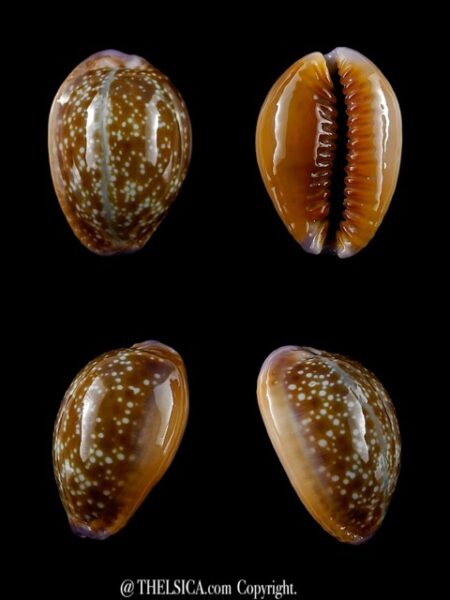 Cypraea helvola hawaiiensis 23,9 mm Gem-0