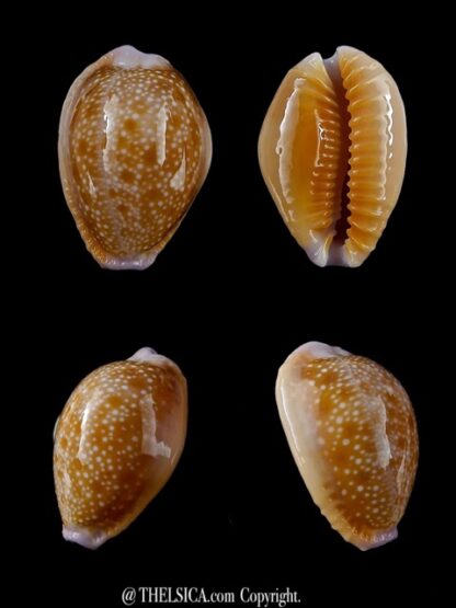 Cypraea helvola hawaiiensis 24,2 mm Gem-0