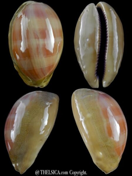 Cypraea leviathan 78,3 mm Gem-0