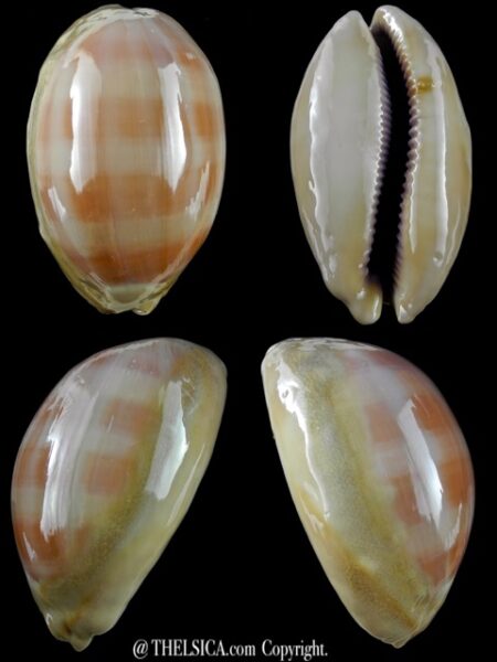 Cypraea leviathan 79,8 mm F+++/Gem-0