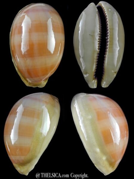 Cypraea leviathan 80,7 mm F+++/Gem-0