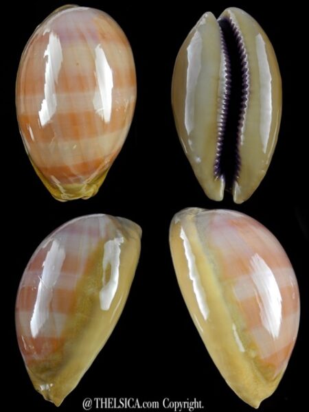 Cypraea leviathan 84,6 mm F+++/Gem-0